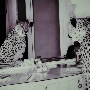 Bilde Cheeta v:7748650